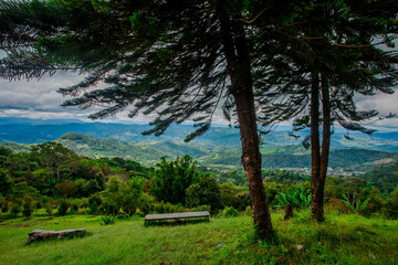 Nature of green leaf in garden at summer.Natural green leaves plants using as spring background cover page environment ecology or greenery wallpaper fresh day.