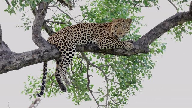 Leopard in a marula tree