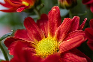 Background of red orange  chrysanthemum. closeup in bright sunlight. Autumn flowers in the garden. Soft focus, the warm rays of the sun, full frame. Natural autumn background for mother's day. Macro