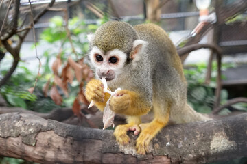 Squirrel monkeys eats on the tree in the zoo.