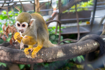 Squirrel monkeys eats on the tree in the zoo.