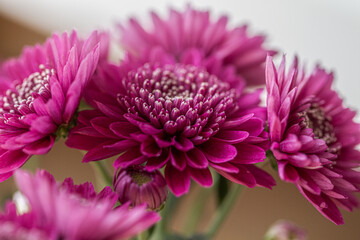 Chrysanthemum flowers pink and purple bloom in autumn and summer in the chrysanthemum garden. Beautiful chrysanthemum flowers close up. Macro photo flower. - Powered by Adobe