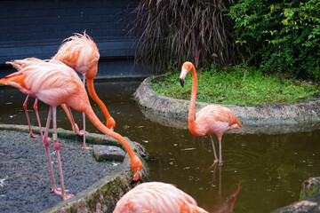 pink flamingos in the zoo