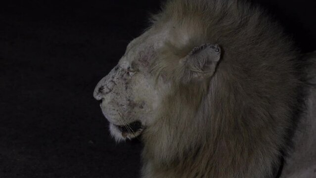 Casper  brothers roaring at night