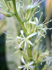 White flower of Dracaena trifasciata plant ,Snake plant ,Saint George's sword ,Mother-in-law's tongue ,viper's bowstring hemp ,Sansevieria trifasciata ,Fully developed and blooming flower cluster