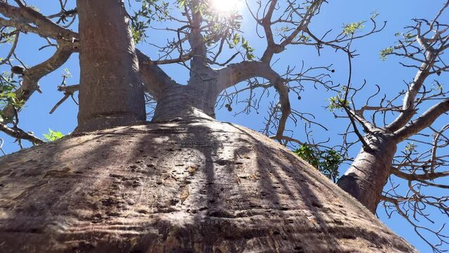 Baobab tree in the African savannah on a sunny summer day, Serengeti. Africa