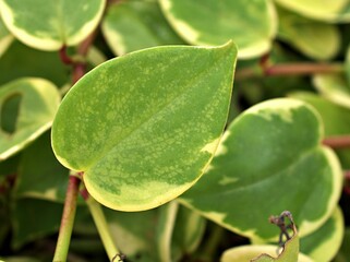 Closeup green foliage leaves Peperomia Scandens Serpens variegated ,Cupid peperomia ,Piper on a branch with heart shaped, Radiator plants ,nature leaf background ,tropical houseplant ,macro image