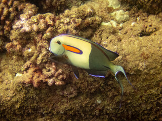 orange-band surgeonfish