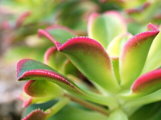 Fototapeta premium Closeup succulent plant Aeonium haworthii Dream Color Rosettes ,Kiwi Aeonium ,Tricolor ,Crassulaceae ,Stonecrops ,Kiwionium ,macro image ,greenery ,lush ,green tones ,evergreen ,leaves ,foliage kiwi 