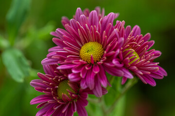 Chrysanthemum flowers pink bloom in autumn in the chrysanthemum garden. Beautiful chrysanthemum flowers close up. Macro photo detail flower. 