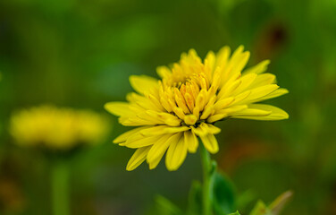 Chrysanthemum flowers yellow bloom in autumn and summer in the chrysanthemum garden. Beautiful chrysanthemum flowers close up. Macro photo flower.