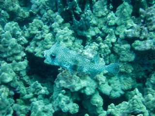 Fototapeta na wymiar pufferfish