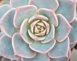 Macro succulent Cactus plant ,Echeveria elegans ,Rose Cabbage ,thick-leaved rosettes ,Echeveria...