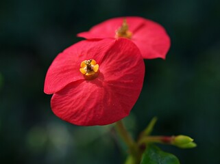 Red flower Euphorbia geroldii plant ,Gerold's Spurge ,Thornless Crown of thorn ,Semi-succulent family Euphorbiaceae tropical flower plants ,macro image