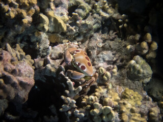 Fototapeta na wymiar spotted reef crab
