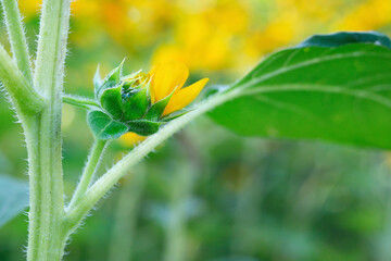 close up of sunflower in a sunflower field