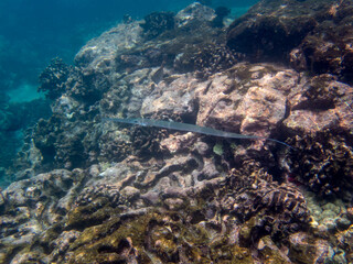 Fototapeta na wymiar trumpetfish