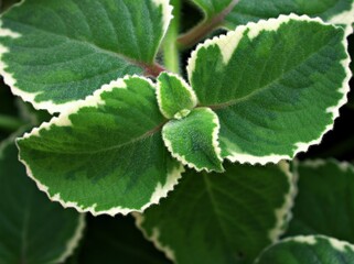Green-white leave ,foliage Variegated Indian Borage ,Plectranthus amboinicus Variegatus ,Tropical Oregano ,Cuban Oregano, Ajwain Herb plant ,Variegated Swedish ivy ,Plectranthus coleoides f. variegata