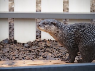 可愛いカワウソ