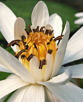 White flower Lotus water lily Nymphaea nouchali var. caerulea ,Egyptian lotus plants ,Nymphaeaceae ,macro image ,tropical aquatic plant with sky-blue flower ,Egyptian lily ,tropical nymphaea