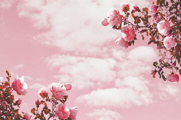 Delicate roses on a pink sky. Floral background or postcard. Beautiful spring or summer flowers.