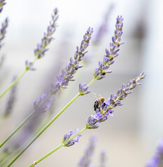 Close up Lavandula angustifolia with bee, Levander floral pattern, bunch of flowers in bloom, purple lilac scented flowering plant on green bokeh background, selective focus.