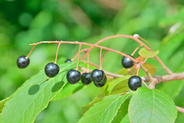 Bird cherry