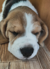 little beagle puppy is sleeping, pet is resting at home