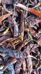 dried fish in the market