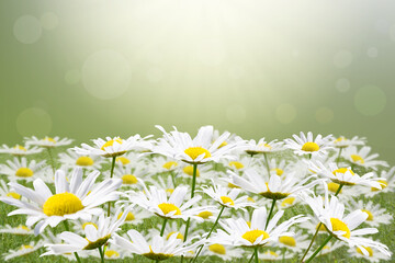 Cheerful chamomile flowers in spring greenery. Summer floral natural background. Beautiful nature in the morning.