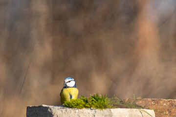 Blaumeise an der Futterstelle