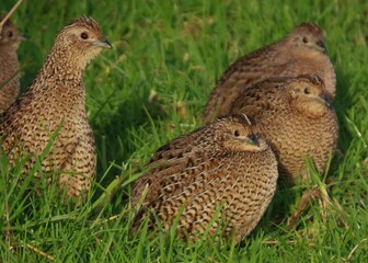 Quail, NZ