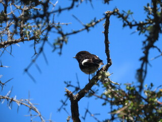 NZ Robin
