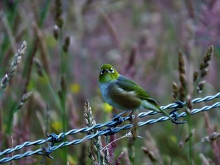 Silvereye, Catlins, NZ
