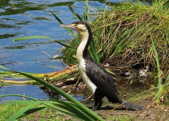 Pied Shag, Christchurch, NZ