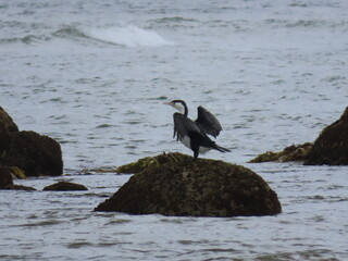 Pied Shag, Riverton, NZ