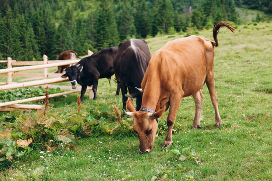 Cows eating grass against the background of the mountain valley. Cows grazing on pasture. Beefmaster cattle standing in a green field, farming concept