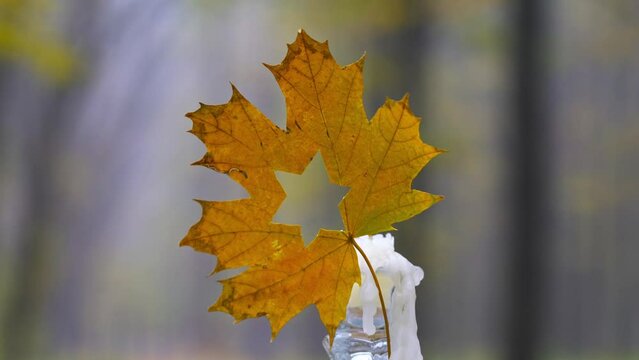 Candle and maple leaf with carved star of david on blurred nature background