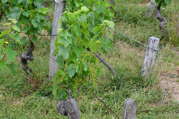 Pied de vigne au printemps dans un petit village vigneron du Puy de Dôme