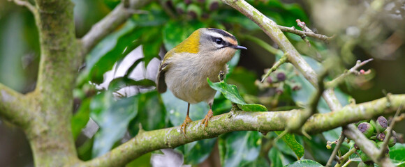 Firecrest // Sommergoldhähnchen (Regulus ignicapilla)