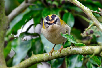 Firecrest // Sommergoldhähnchen (Regulus ignicapilla)