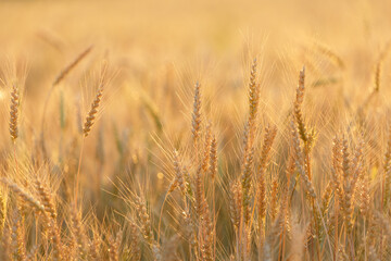 Ripening ears of rye in a field. Field of rye in a summer day. Crops field