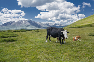 beautiful black and white cow with a calf on the background of mountains