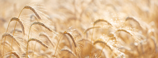 Ripening ears of rye in a field after rain. Field of rye in a summer day. Crops field