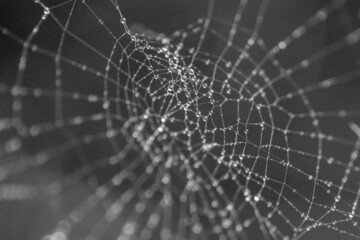 MONOCHROME SPIDER WEB DEW