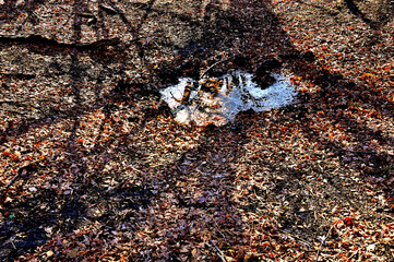 丹沢の大山北尾根　樹影の森　結氷するミズヒノ頭の小池
