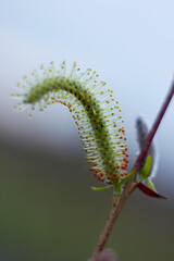 Beautiful branches of willow flowers. Blooming willow on a natural blurred background. Spring, youth, growth concept.