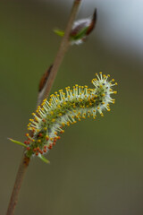Beautiful branches of willow flowers. Blooming willow on a natural blurred background. Spring, youth, growth concept.
