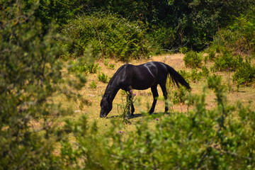 horse in the morning