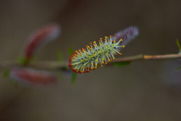 Beautiful branches of willow flowers. Blooming willow on a natural blurred background. Spring, youth, growth concept.